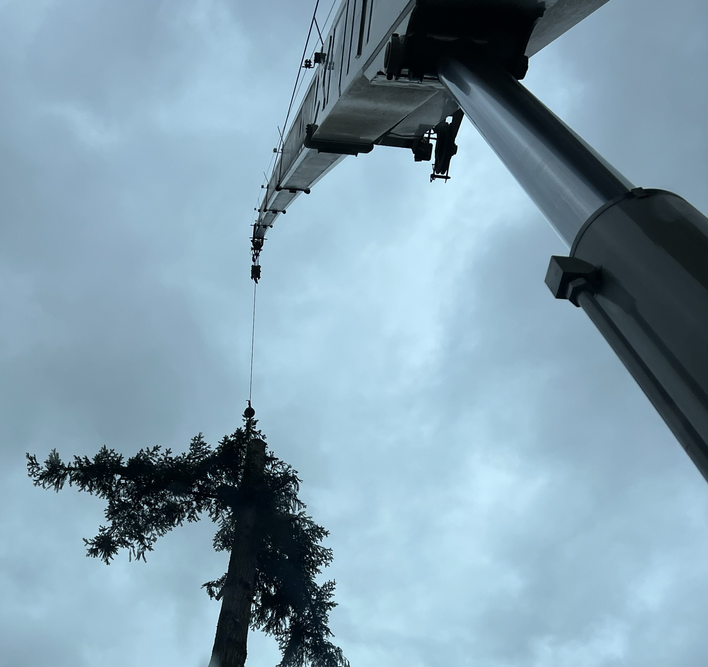 Crane tree removal