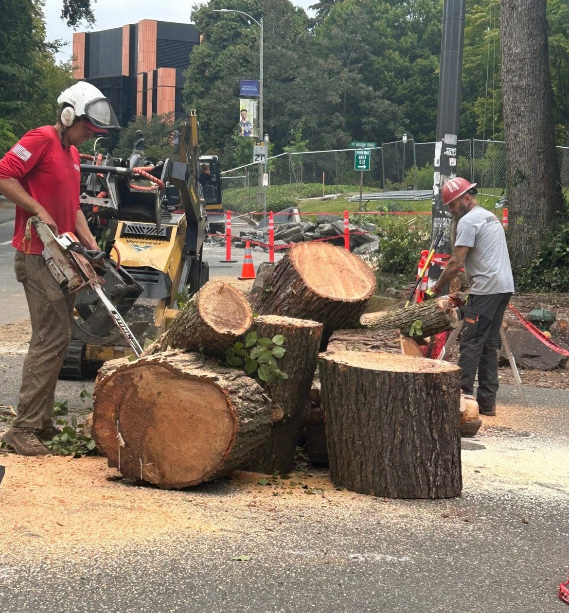 tree removal service